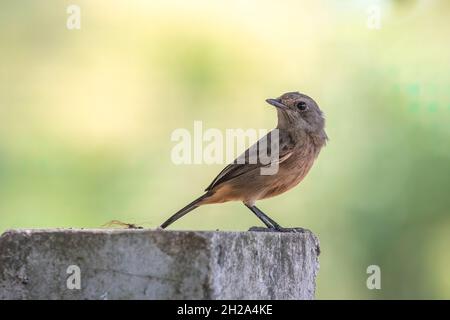 Bild des Asian Brown Flycatcher (Muscicapa dauurica) auf Zweig auf Naturhintergrund. Vogel. Tiere. Stockfoto