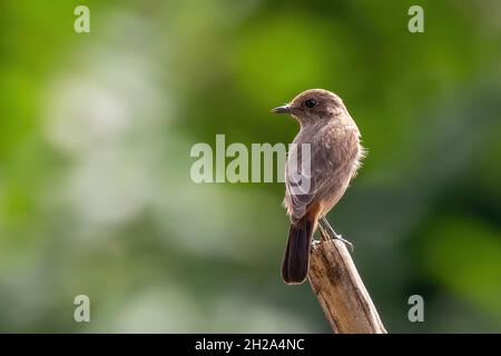 Bild des Asian Brown Flycatcher (Muscicapa dauurica) auf Zweig auf Naturhintergrund. Vogel. Tiere. Stockfoto