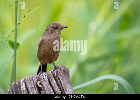 Bild des Asian Brown Flycatcher (Muscicapa dauurica) auf Stumpf auf Naturhintergrund. Vogel. Tiere. Stockfoto