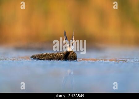 Jungtier-Sandpiper, der seine Flügel rast, als er vor dem Start von Jamaica Bay, Queens, New York City, NY, Ostküste, USA Bitte kontaktieren Sie: Info@g Stockfoto