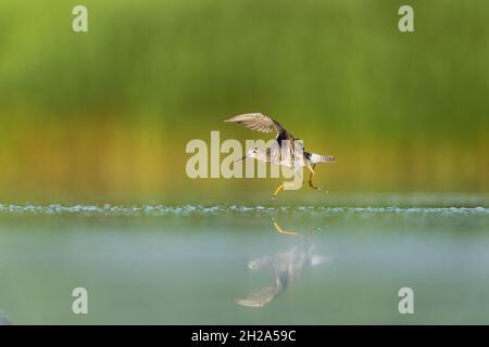 Lesser Yellowlegs - Tringa flavipes - Springen/Laufen/Abheben und Flügelschlagen Jamaica Bay Wildlife Refuge, Queens, New York, USA Stockfoto