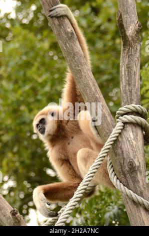 Der Tiergarten Schönbrunn, in Wien, Österreich, Europa - der Tiergarten Schönbrunn, in Wien, Österreich, Europa Stockfoto