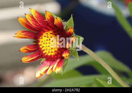 Nahaufnahme von gelben und orangen Blumendecken Stockfoto