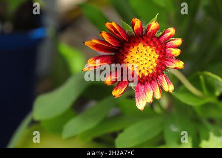 Nahaufnahme von gelben und orangen Blumendecken Stockfoto