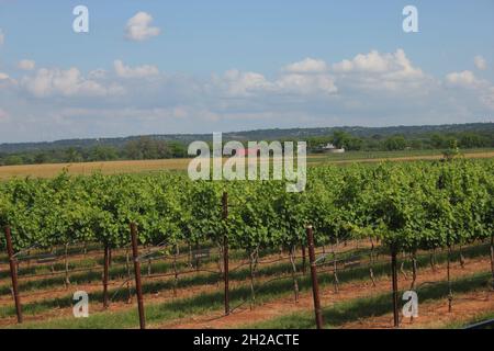 Ein malerischer kleiner Weinberg in der Nähe von Austin Texas, wo Sie der Hitze bei einem kühlen Glas Wein entfliehen können Stockfoto