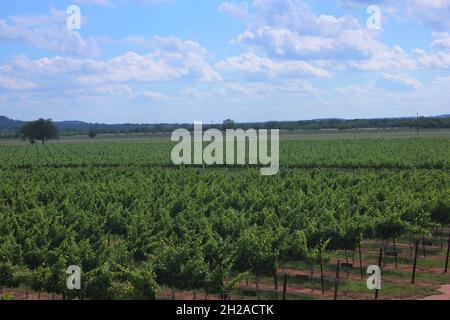 Ein malerischer kleiner Weinberg in der Nähe von Austin Texas, wo Sie der Hitze bei einem kühlen Glas Wein entfliehen können Stockfoto