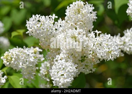 Nahaufnahme einer weißen Flieder-Blüten - Nahaufnahme einer weißen Fliederblüte Stockfoto