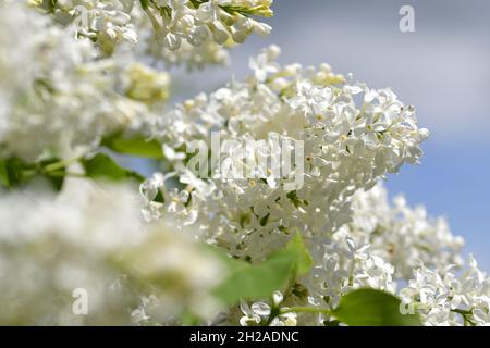 Nahaufnahme einer weißen Flieder-Blüten - Nahaufnahme einer weißen Fliederblüte Stockfoto