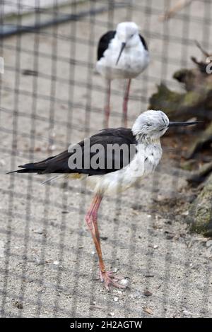 Stelzenläufer im Zoo Schmiding, Krenglbach, Oberösterreich, Österreich, Europa - Tilt in Schmiding Zoo, Oberösterreich, Österreich, Europa Stockfoto