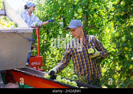 Landwirt pflücken reife Äpfel im Obstgarten auf der automatischen Ernteplattform Stockfoto