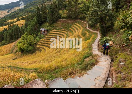 21. Oktober 2021 - Longji, China: Zhuang Frau in einem weit gegraben Feld in Longji, China Stockfoto