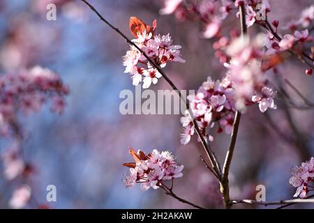 Rosa Blüten mit blauem Himmel im Frühling in Österreich - Rosa Blüten mit blauem Himmel im Frühling in Österreich Stockfoto