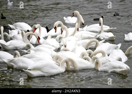 Schwäne am Attersee (Bez. Vöcklabruck, Salzkammergut, Oberösterreich, Österreich) - Schwäne am Attersee (Kreis Vöcklabruck, Salzkammergut, Obere Stockfoto