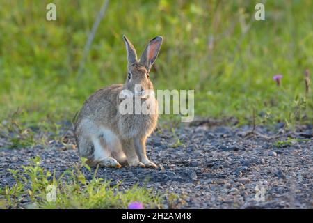 Ein wildes Kaninchen in NSW, Australien. Die Art wird eingeführt und gilt als invasiver Schädling Stockfoto