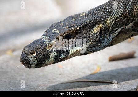 Lace Monitor (Baumgaun) - Varanus varius in der Wildnis in Ostaustralien. Sie können bis zu zwei Meter lang werden. Stockfoto