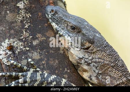 Lace Monitor (Baumgaun) - Varanus varius in der Wildnis in Ostaustralien. Sie können bis zu zwei Meter lang werden. Stockfoto