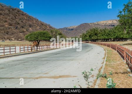 Straße in Wadi Dharbat in der Nähe von Salalah, Oman Stockfoto