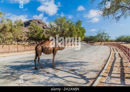 Kamel auf einer Straße im Wadi Dharbat in der Nähe von Salalah, Oman Stockfoto