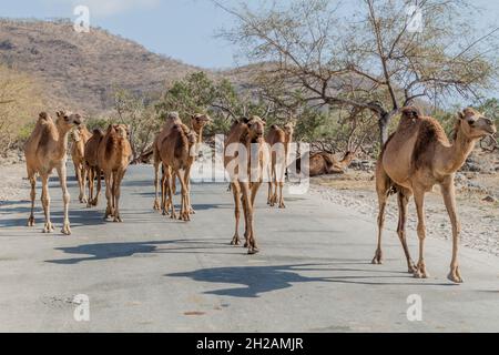 Kamele auf einer Straße im Wadi Dharbat in der Nähe von Salalah, Oman Stockfoto