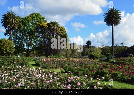 Ein Rosengarten im Centennial Park, Sydney Stockfoto