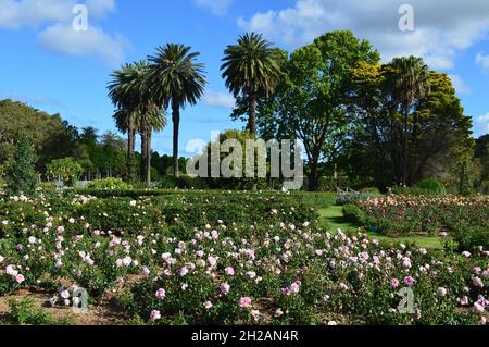 Ein Rosengarten im Centennial Park, Sydney Stockfoto