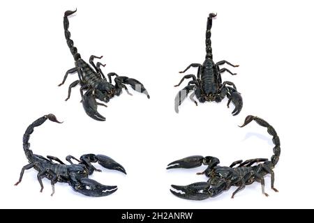 Schwarzer Skorpion isoliert auf weißem Hintergrund; giftige Tiere ohne Rückgrat. Stockfoto