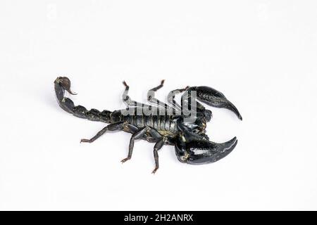 Schwarzer Skorpion isoliert auf weißem Hintergrund; giftige Tiere ohne Rückgrat. Stockfoto