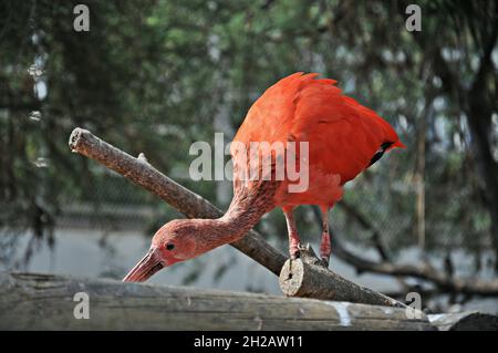 Feuchtgebiete und Voliere des Ozeanografico von Valencia, Bundesland Valencia, Spanien Stockfoto