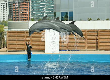 Ozeanographisches Delfinarium von Valencia, Bundesland Valencia, Spanien Stockfoto