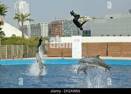 Ozeanographisches Delfinarium von Valencia, Bundesland Valencia, Spanien Stockfoto