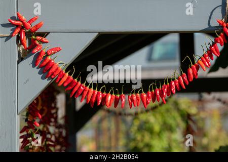 Eine Kette hängender Chilischoten im Herbst. VEREINIGTES KÖNIGREICH Stockfoto