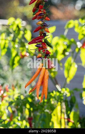 Eine Kette hängender Chilischoten im Herbst. VEREINIGTES KÖNIGREICH Stockfoto