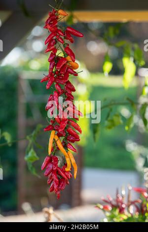 Eine Kette hängender Chilischoten im Herbst. VEREINIGTES KÖNIGREICH Stockfoto