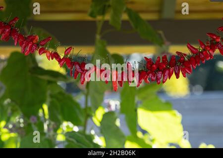 Eine Kette hängender Chilischoten im Herbst. VEREINIGTES KÖNIGREICH Stockfoto