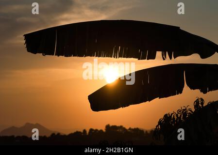 Bananenblätter bei Sonnenuntergang, wunderschöne Sonnenuntergangsszene in der Natur mit Bananenblättern Stockfoto
