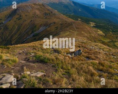 Berg Hoverla in den Karpaten in der Ukraine Stockfoto