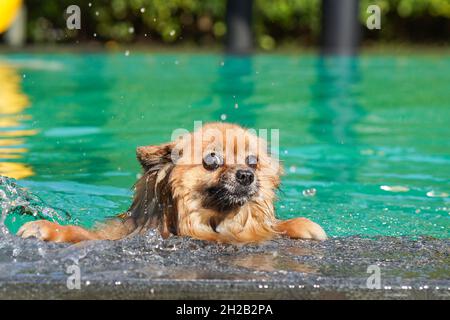 Der pommersche Hund schwimmend im grünen Pool am Nachmittag mit Wasserspritzern. Stockfoto