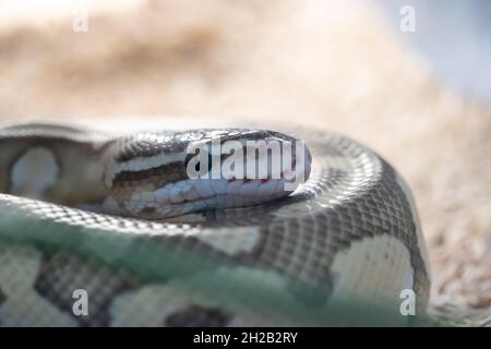 Kopf der gelben - braunen Schlange mit großem Auge auf ihr Körper. Stockfoto