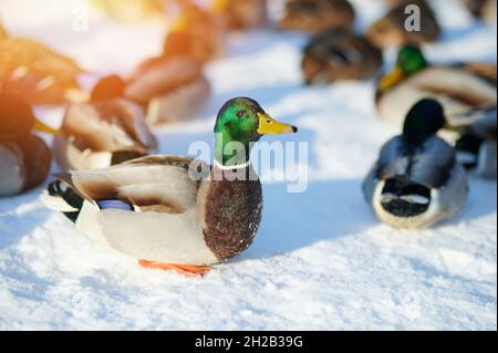 Gruppe von Enten im Schnee am sonnigen Wintertag Stockfoto