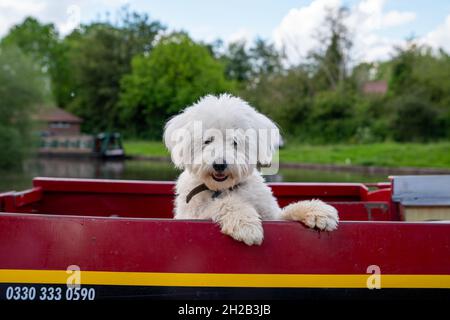 Welpe Dog genießt die Fahrt mit dem Narrowboat auf Kennet und dem Avon-Kanal Stockfoto