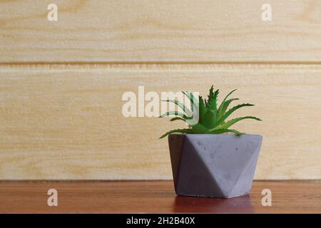 Mini Aloe Sukulente Pflanze auf dem Tisch gegen die Wand. Platz für Text kopieren Stockfoto