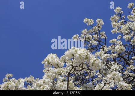 Nahaufnahme seltener weißer Jacaranda-Bäume, die im Frühling gegen blauen Himmel in der Herbert Baker Street, Pretoria, Südafrika, blühen Stockfoto