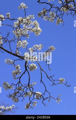 Nahaufnahme seltener weißer Jacaranda-Bäume, die im Frühling gegen blauen Himmel in der Herbert Baker Street, Pretoria, Südafrika, blühen Stockfoto