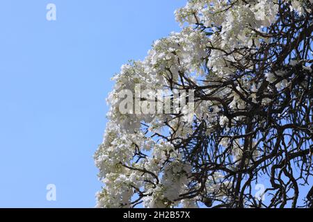 Nahaufnahme seltener weißer Jacaranda-Bäume, die im Frühling gegen blauen Himmel in der Herbert Baker Street, Pretoria, Südafrika, blühen Stockfoto