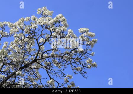 Nahaufnahme seltener weißer Jacaranda-Bäume, die im Frühling gegen blauen Himmel in der Herbert Baker Street, Pretoria, Südafrika, blühen Stockfoto