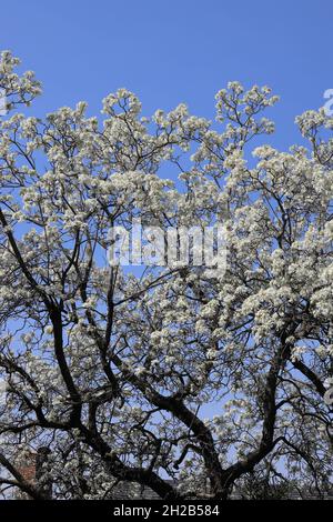 Nahaufnahme seltener weißer Jacaranda-Bäume, die im Frühling gegen blauen Himmel in der Herbert Baker Street, Pretoria, Südafrika, blühen Stockfoto