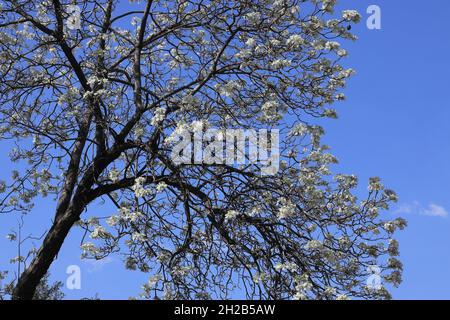 Nahaufnahme seltener weißer Jacaranda-Bäume, die im Frühling gegen blauen Himmel in der Herbert Baker Street, Pretoria, Südafrika, blühen Stockfoto