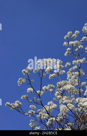 Nahaufnahme seltener weißer Jacaranda-Bäume, die im Frühling gegen blauen Himmel in der Herbert Baker Street, Pretoria, Südafrika, blühen Stockfoto