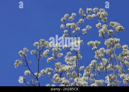 Nahaufnahme seltener weißer Jacaranda-Bäume, die im Frühling gegen blauen Himmel in der Herbert Baker Street, Pretoria, Südafrika, blühen Stockfoto