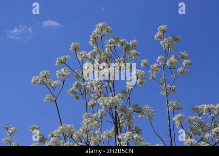 Nahaufnahme seltener weißer Jacaranda-Bäume, die im Frühling gegen blauen Himmel in der Herbert Baker Street, Pretoria, Südafrika, blühen Stockfoto